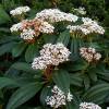 Viburnum de David