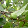 Kiwi árctico variegado