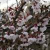 Cerejeira do Japão anã 'Kojo No Mai'