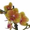 Orquídea borboleta Laranja, Phalaenopsis