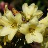 Rododendro amarelo 'Goldkrone'