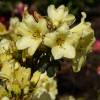 Rododendro amarelo 'Goldkrone'