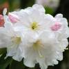 Rododendro branco 'Discolor'
