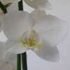 Orquídea borboleta Branca, Phalaenopsis