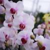 Orqudea borboleta Branca, Phalaenopsis