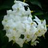 Erva-moura jasmim falso com flores brancas