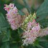 Clethra alnifolia 'Ruby Spice'