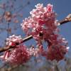 Viburnum de Inverno 'Charles Lamont'