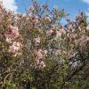 Viburnum perfumado