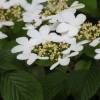 Viburnum da China