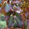 Stewartia pseudocamellia