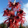 Hamamelis 'Diane'