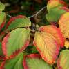 Hamamelis 'Feuerzauber'