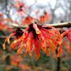 Hamamelis 'Feuerzauber'