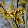 Hamamelis 'Arnold Promise'