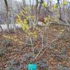 Hamamelis 'Arnold Promise'