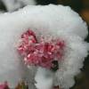 Viburnum de Inverno 'Dawn'