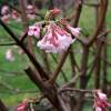 Viburnum de Inverno 'Dawn'