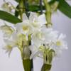 Orquídea bambu - Branca