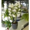 Orquídea bambu - Branca