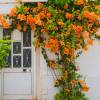 Buganv�lia laranja