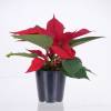 Poinsettia vermelha, Estrela de Natal