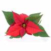 Poinsettia vermelha, Estrela de Natal