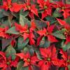 Poinsettia vermelha, Estrela de Natal