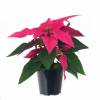 Poinsettia rosa, Estrela de Natal rosa