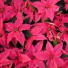 Poinsettia rosa, Estrela de Natal rosa