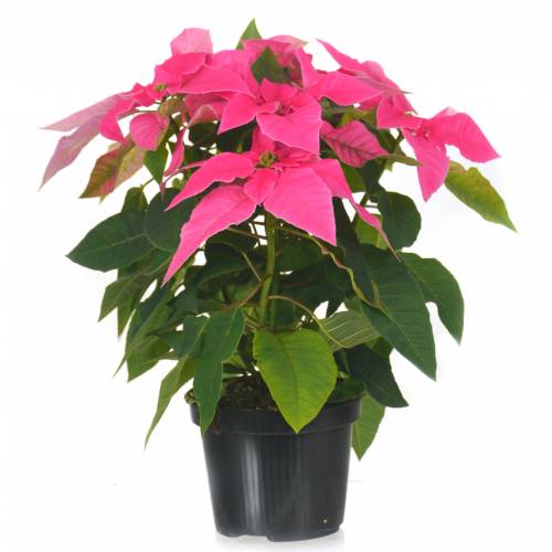 Poinsettia rosa, Estrela de Natal rosa : venda Poinsettia rosa, Estrela de  Natal rosa / Euphorbia pulcherrima rosea