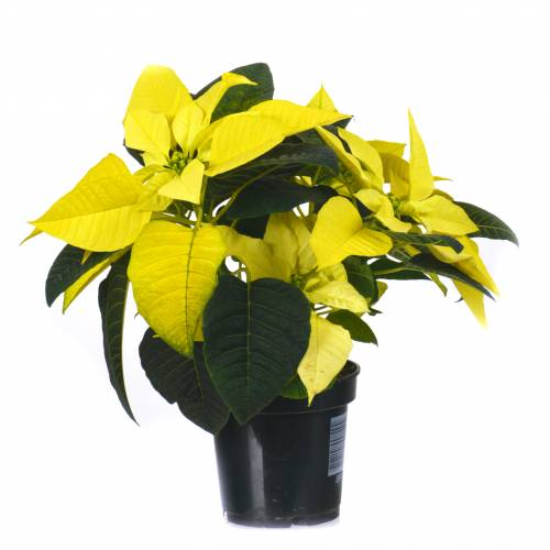 Poinsettia amarela, Estrela de Natal amarela : venda Poinsettia amarela,  Estrela de Natal amarela / Euphorbia pulcherrima lutea