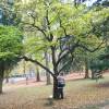 Styrax japonicum 'Purple Dress'