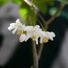 Styrax japonicum 'Purple Dress'