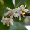 Styrax japonicum 'Purple Dress'