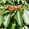 Stewartia rostrata