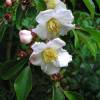 Stewartia rostrata