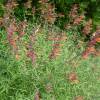 Agastache rupestre
