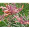 Agastache rupestre