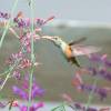 Agastache rupestre