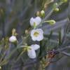 Arbusto-vassoura branco 'White Candy'