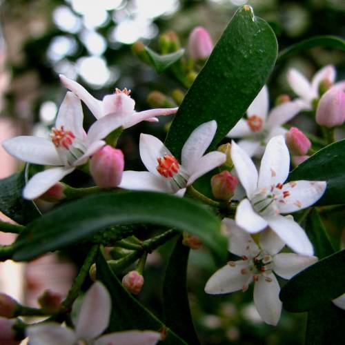 Planta de flores-de-cera : venda Planta de flores-de-cera / Eriostemon  myoporoides