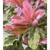 Fotnia tricolor 'Pink Crispy'