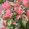 Fotnia tricolor 'Pink Crispy'