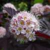 Fisocarpa com folha de Viburnum 'Lady in Red'