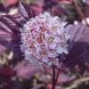 Fisocarpa com folha de Viburnum 'Lady in Red'