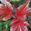 Fisocarpa com folha de Viburnum 'Lady in Red'