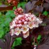 Fisocarpa com folha de Viburnum 'Lady in Red'