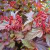 Fisocarpa com folha de Viburnum 'Lady in Red'