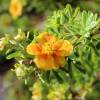 Potentilla Laranja